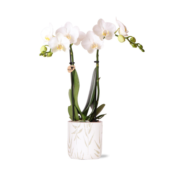 Kolibri Orchids | witte Phalaenopsis orchidee - Amabilis + Leaf pot green - Ø9cm | bloeiende kamerplant