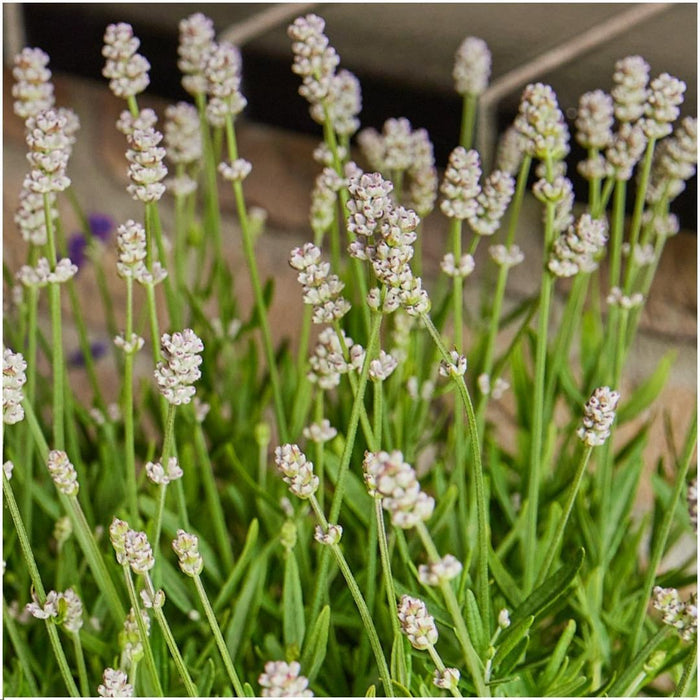 6 pack Lavendel angustifolia wit - 6 x Ø7 cm - ↕15 cm