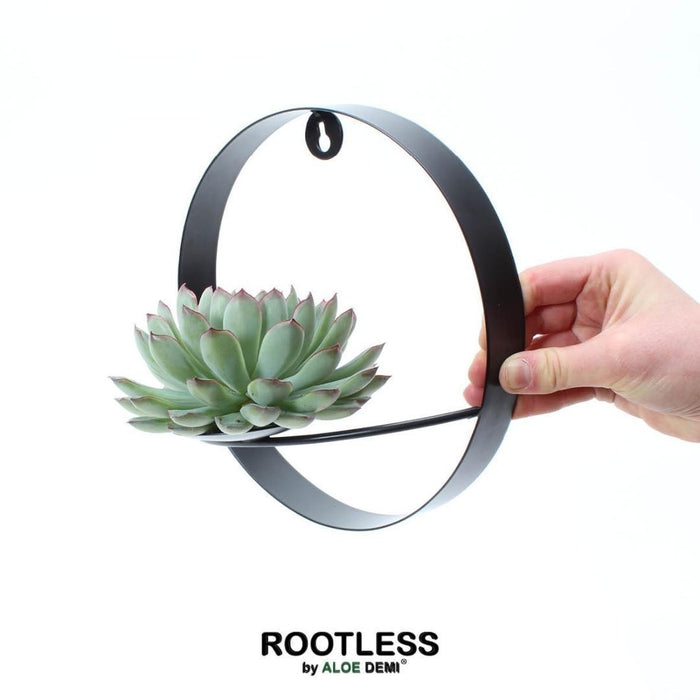 ROOTLESS Succulent Echeveria Pulidonis op Muurdeco standaard zwart - ↕20cm - Ø20cm