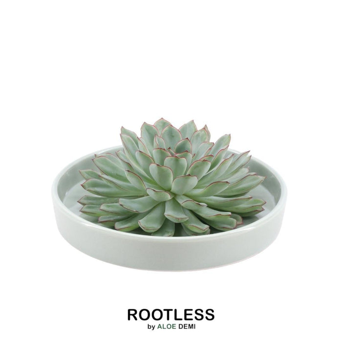 ROOTLESS Succulent Echeveria Pulidonis in schaal 'groen' - ↕5cm - Ø20cm