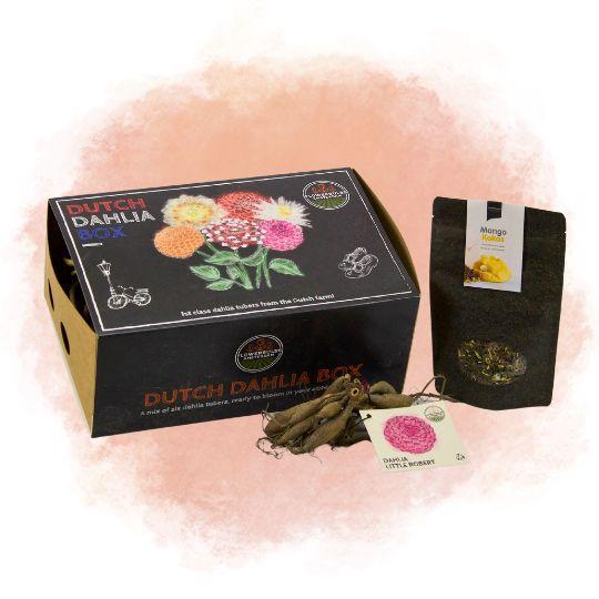 Flowerbulbs Amsterdam - Dutch Dahlia Box L, set van 6 dahlia's + Mango Kokos Thee, geschenk