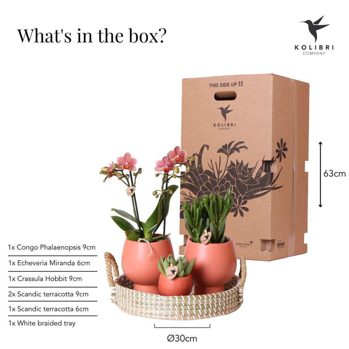 Kolibri Company | Gift set Scandic terracotta | Plantenset met oranje Phalaenopsis Orchidee en Succulenten incl. keramieken sierpotten