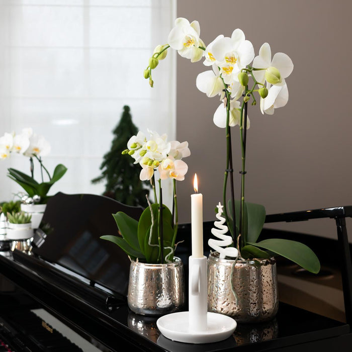 Kolibri Orchids | witte Phalaenopsis orchidee – Amabilis + Luxury sierpot zilver – potmaat Ø9cm – 40cm hoog | bloeiende kamerplant in bloempot - vers van de kweker