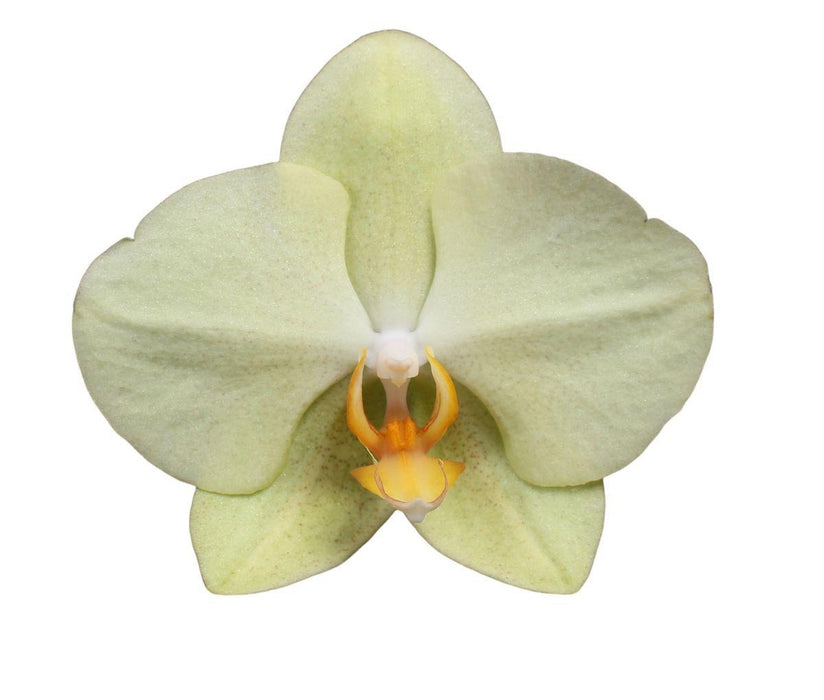 Phalaenopsis Volterra - 3 tak - 60 cm - Ø12cm