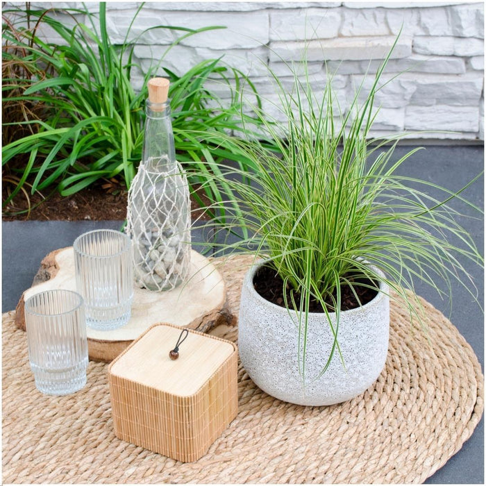 6 x Carex brunnea Variegata - Ø 14 cm - ↨ 25 cm