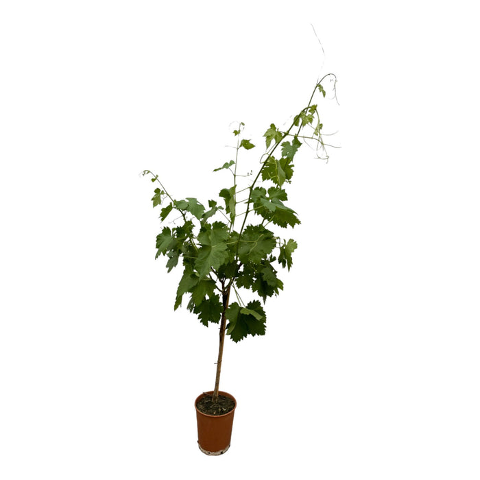 Vitis Vinifera op stam - ↕140cm - Ø19cm