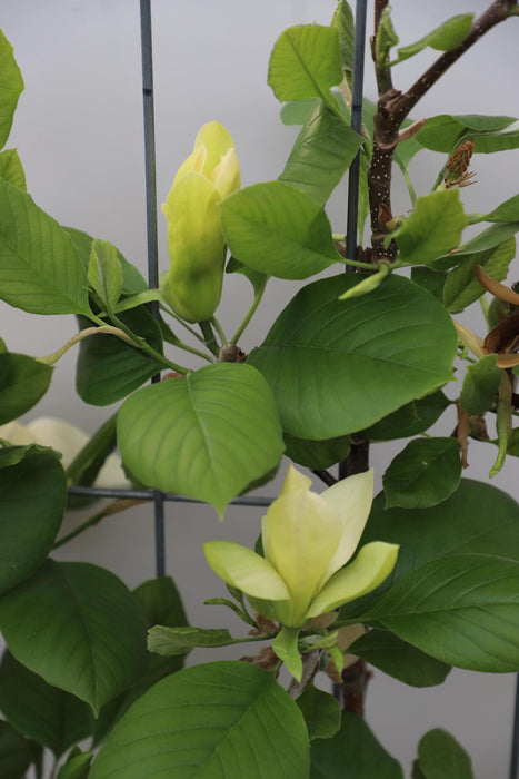 Magnolia 'Solar Flair' - ↨180cm - 1 pcs