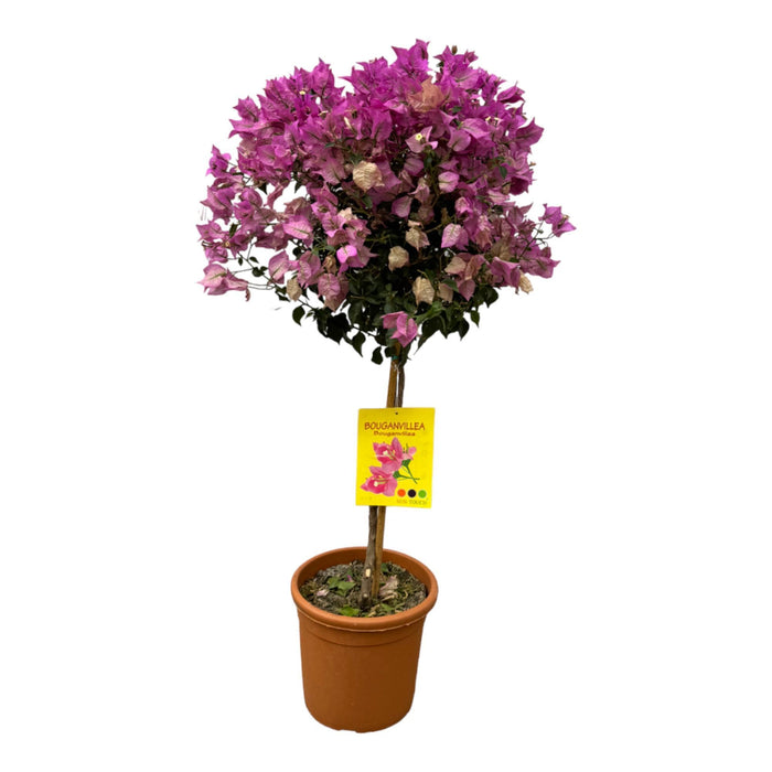 Bougainvillea op stam - ↕110cm - Ø25cm