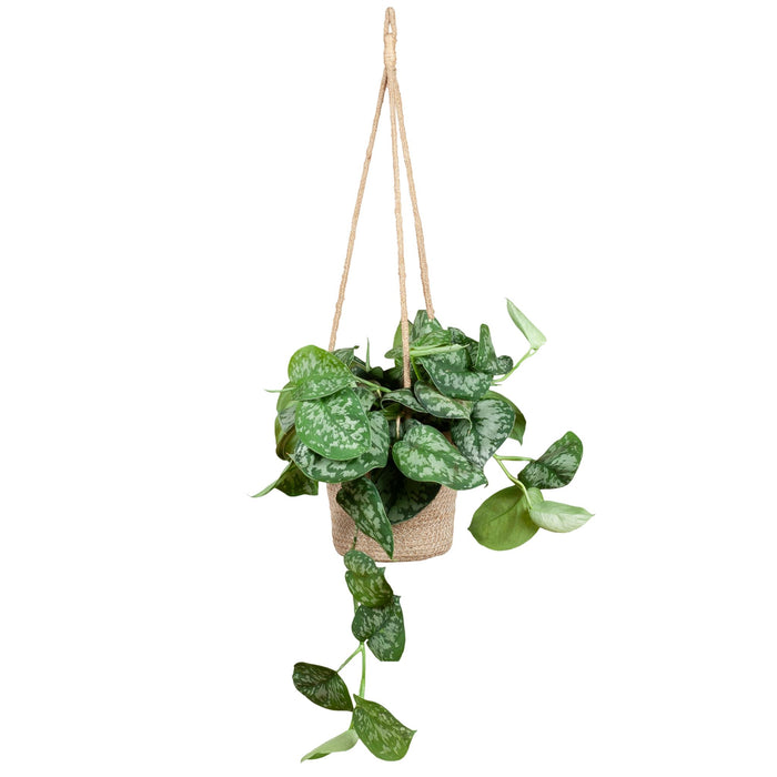 Scindapsus Pictus met hangpot Oviedo naturel - ↕25cm - Ø16cm