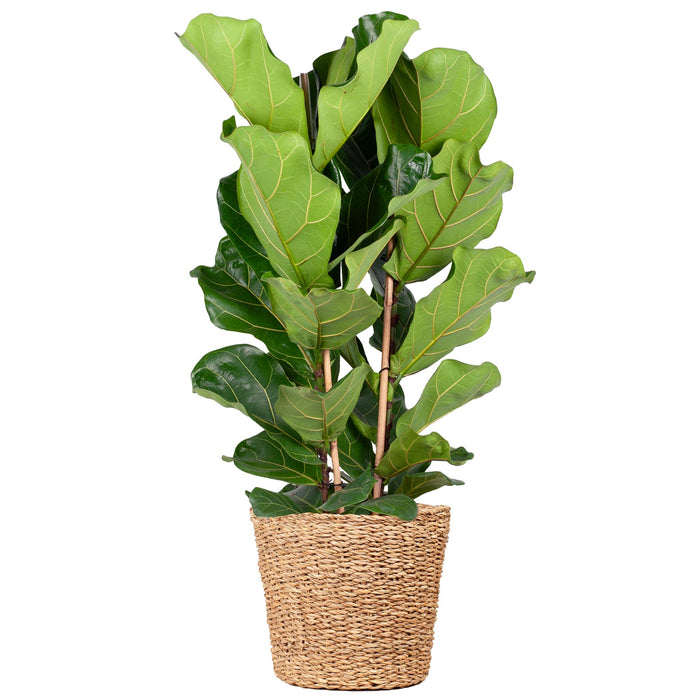 Ficus Lyrata XL met mand Torun - 140cm - Ø27