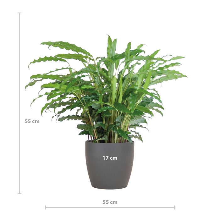 Calathea Rufibarba met Viber grijs - ↕55cm - Ø17cm