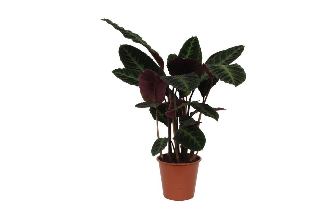 Calathea Warscewiczii - ↕80 cm - Ø19cm