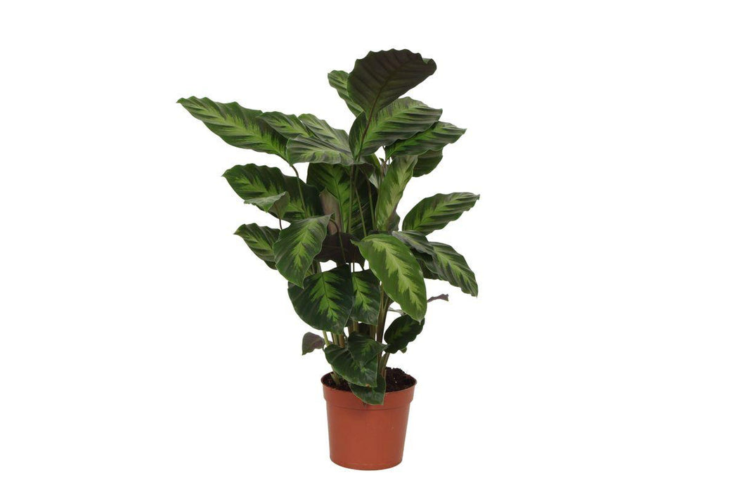 Calathea Misto - ↕40cm - Ø12cm