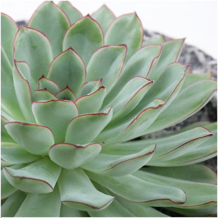 ROOTLESS Succulent Echeveria Pulidonis in schaal 'Concrete' - ↕5cm - Ø20cm