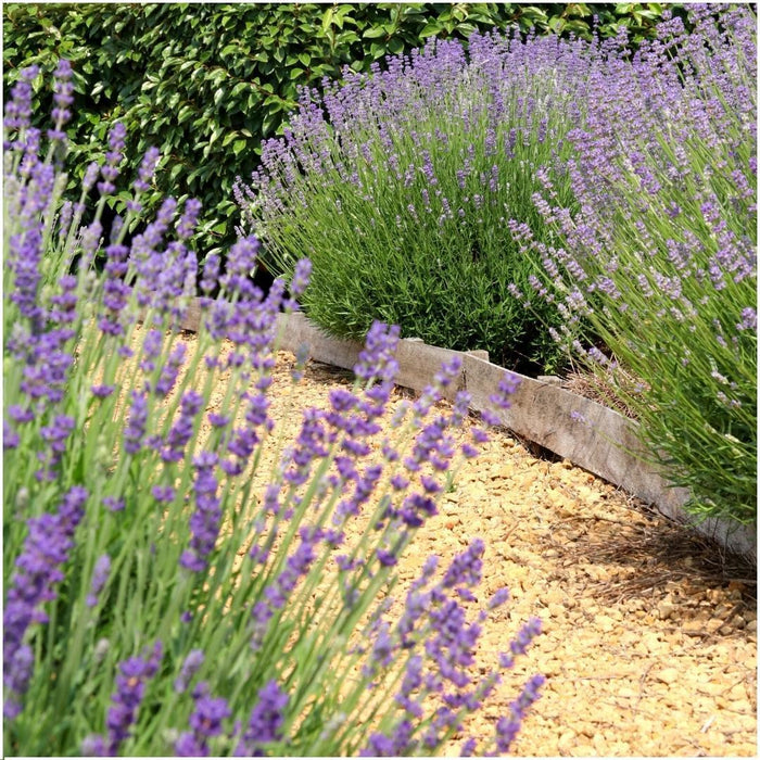 24 x Lavandula angustifolia Felice® - ↕25cm- Ø12 cm