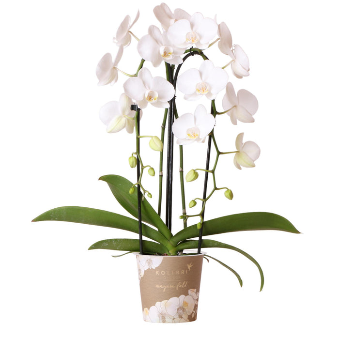 Kolibri Orchids | witte Phalaenopsis orchidee - Niagara Fall - Ø12cm | bloeiende kamerplant