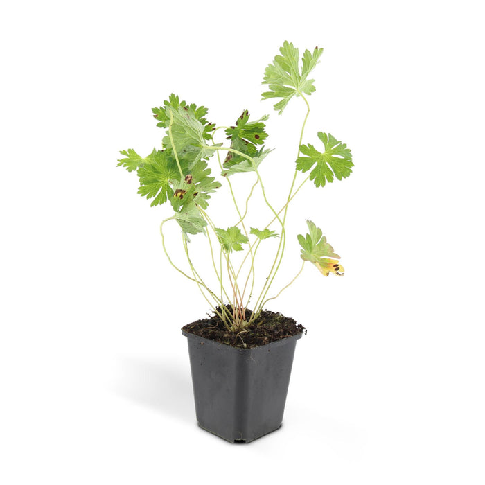 Geranium Rozanne - ↕25cm - Ø9cm - 20x