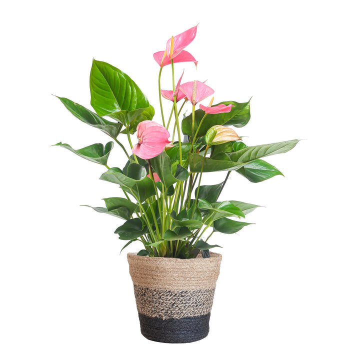 Anthurium Pink explosion met Lissabon mand zwart - ↕55cm - Ø17cm