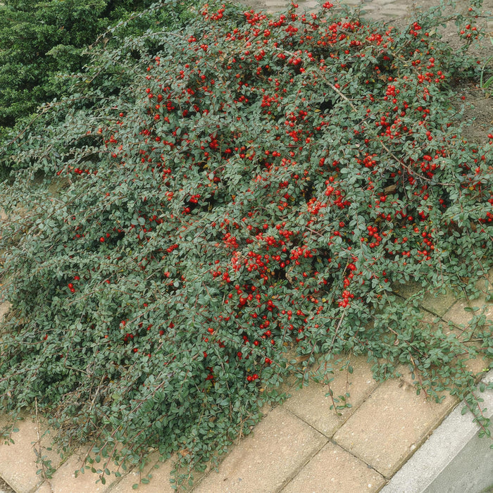 Cotoneaster dammeri - ↕10-25cm - Ø9cm - 12x