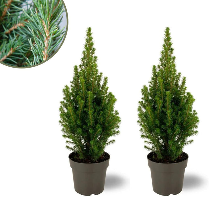 Kerstboompje - 2x Picea glauca Perfecta - 15 cm Ø - 40 cm ↨