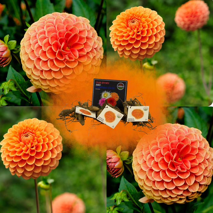 Flowerbulbs Amsterdam - Dahlia Ralphie, Glinsterende Oranje Bloemen