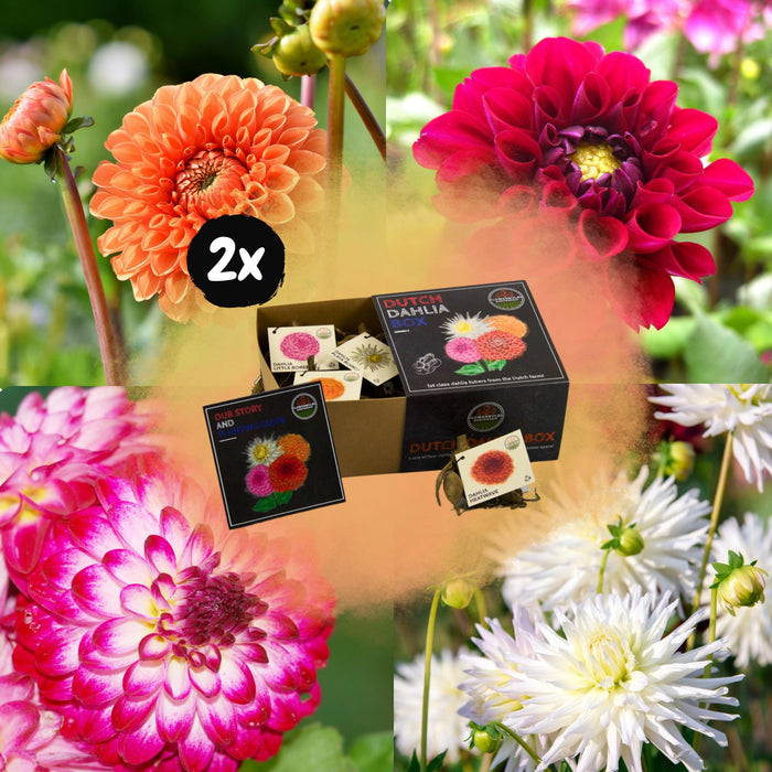 Flowerbulbs Amsterdam - Luxe Box Medium, set van 4 Dutch dahlia's, 2 boxen voor ruim 1m²