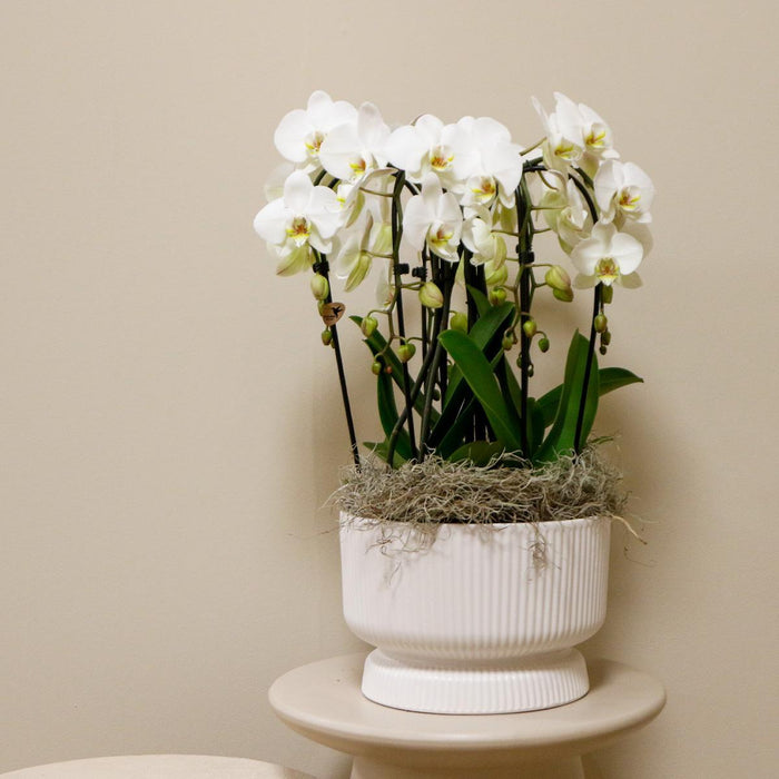 Kolibri Orchids | witte orchideeënset in Diabolo white dish incl. waterreservoir | drie gebogen witte orchideeën Niagara Fall 12cm | Mono Bouquet wit met zelfvoorzienend waterreservoir