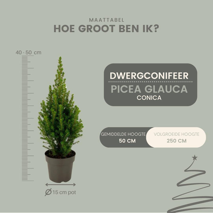 Kerstboompje - 2x Picea glauca Perfecta - 15 cm Ø - 40 cm ↨