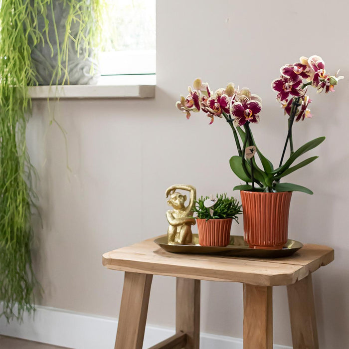 Kolibri Orchids | Plantenset Culture Cocktail terracotta small | Groene planten met Phalaenopsis orchidee in Retro terracotta sierpotten en gouden dienblad