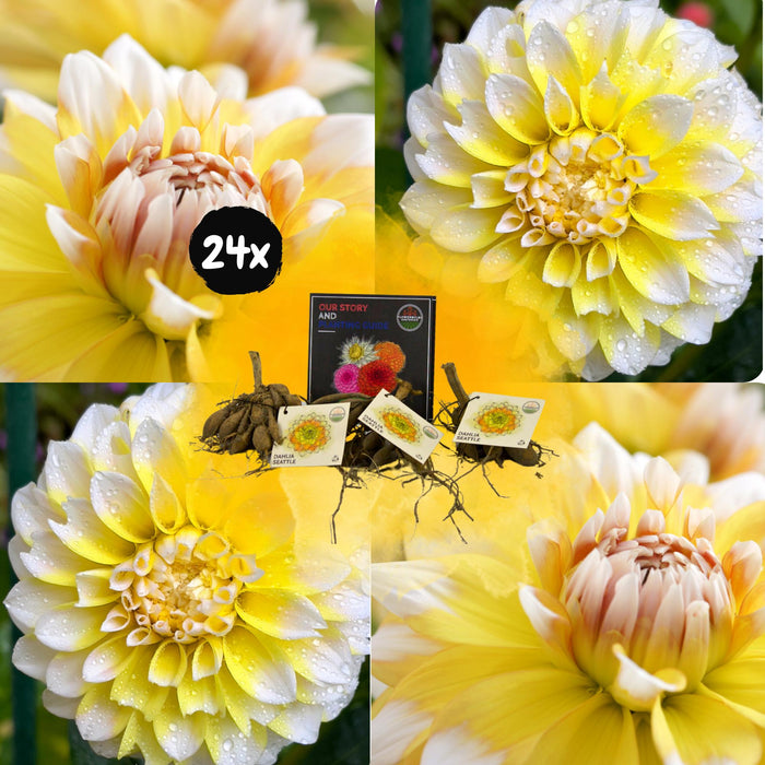 Flowerbulbs Amsterdam - 24 dahlia seattle knollen voor 4m², grootbloemige uitstraling