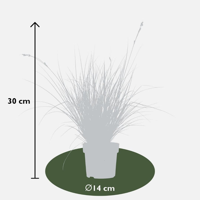 6 x Carex brunnea Variegata - Ø 14 cm - ↨ 25 cm