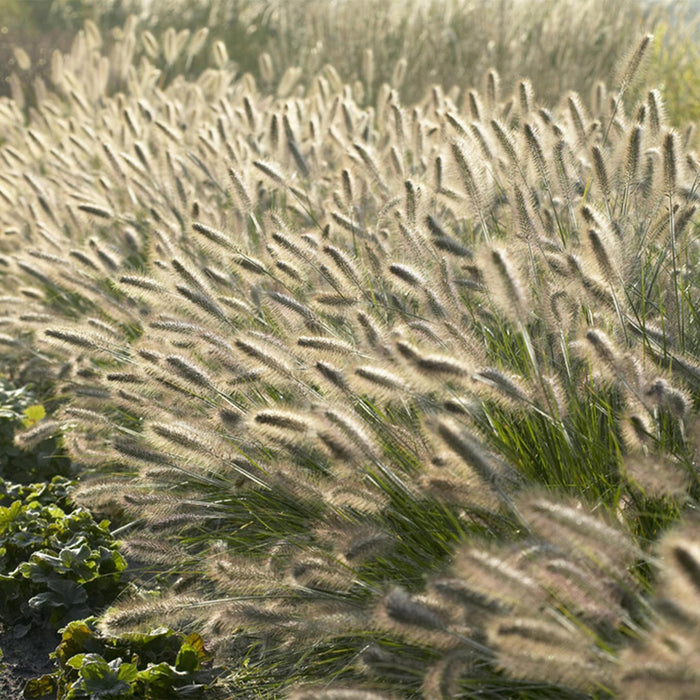 20x Pennisetum alopecuroides 'Hameln' - ↕10-25cm - Ø9cm - 20x