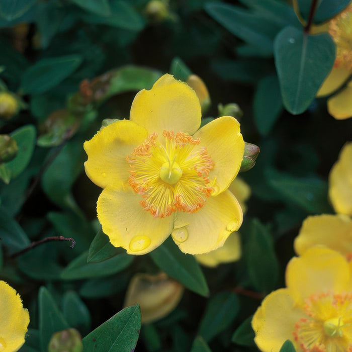 Hypericum calycinum - ↕10-25cm - Ø9cm  - 40x