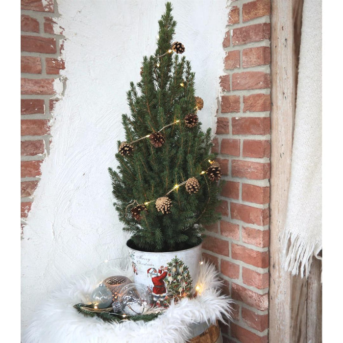 Kleine Kerstboom in Kerstmis sierpot - ↕70cm - Picea Glauca Conica - Star lighting including batteries