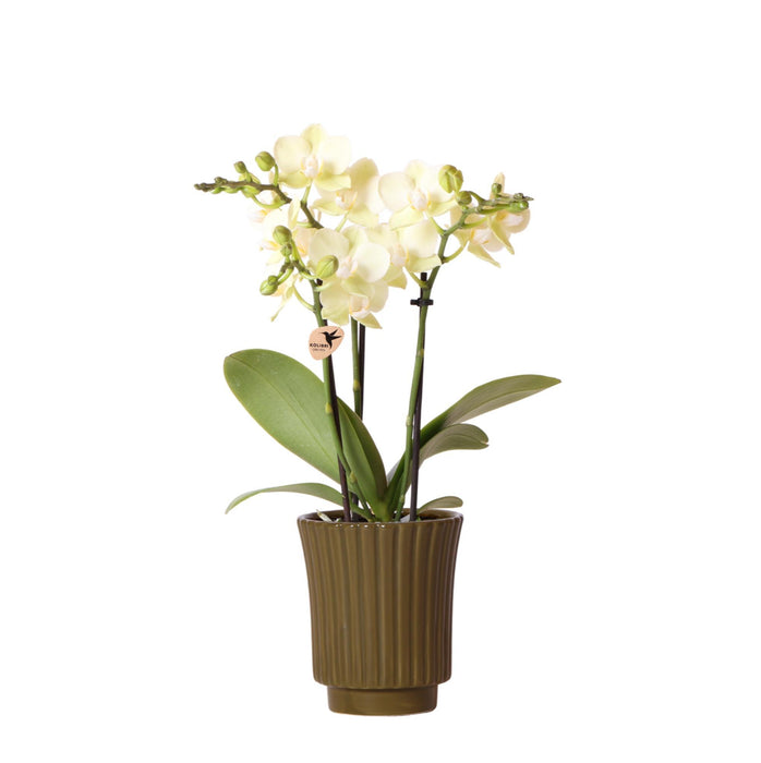 Kolibri Orchids | gele Phalaenopsis orchidee - Mexico in Retro sierpot groen - potmaat Ø9cm - 35cm hoog | bloeiende kamerplant - vers van de kweker