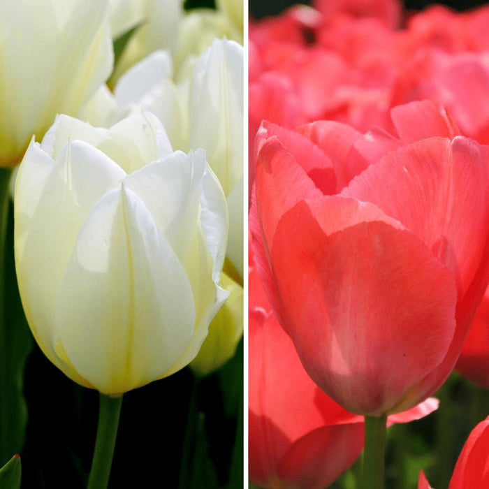 Flowerbulbs Amsterdam - Elly's Choice - 30 bloembollen - Maat 12+