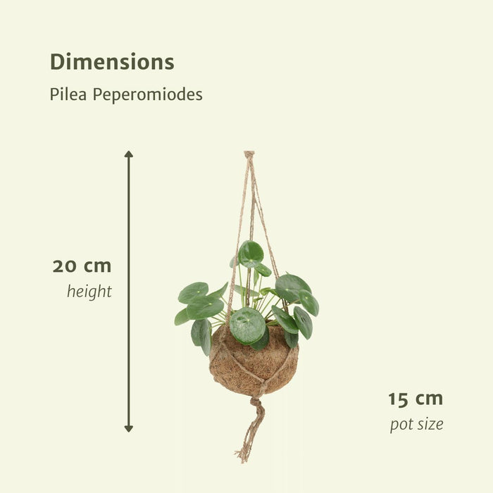 2x Kokodama Pilea Peperomiodes - Pannekoekenplant - ↕20cm - Ø15cm