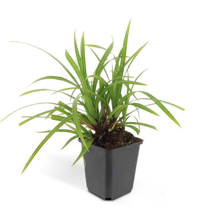 Carex morrowii 'Irish Green' - ↕10-25cm - Ø9cm - 20x