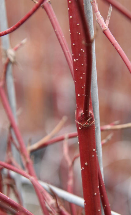 Cornus alba 'Elegantissima' - ↨180cm - 1 pcs