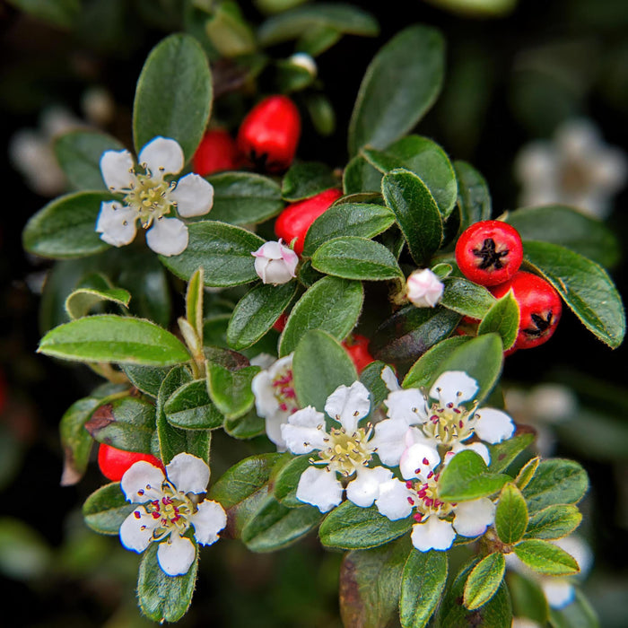 Cotoneaster dam. 'Major' - ↕25cm - Ø9cm  - 12x