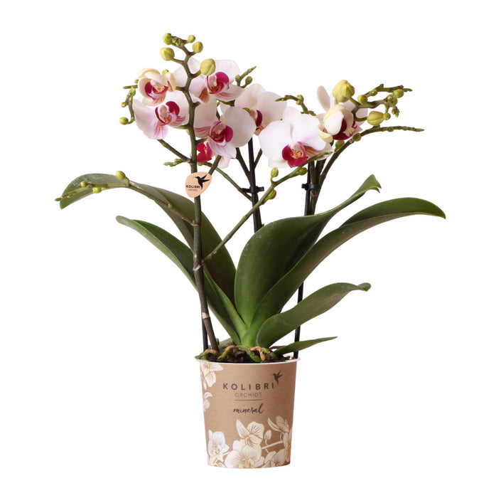 Kolibri Orchids | Witte Phalaenopsis orchidee - Mineral Gibraltar - Ø9cm | bloeiende kamerplant