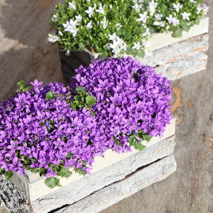 Campanula Addenda Ambella Intense purple - Houten schaal met 2 tuinplanten - potmaat 12cm - vaste plant - winterhard