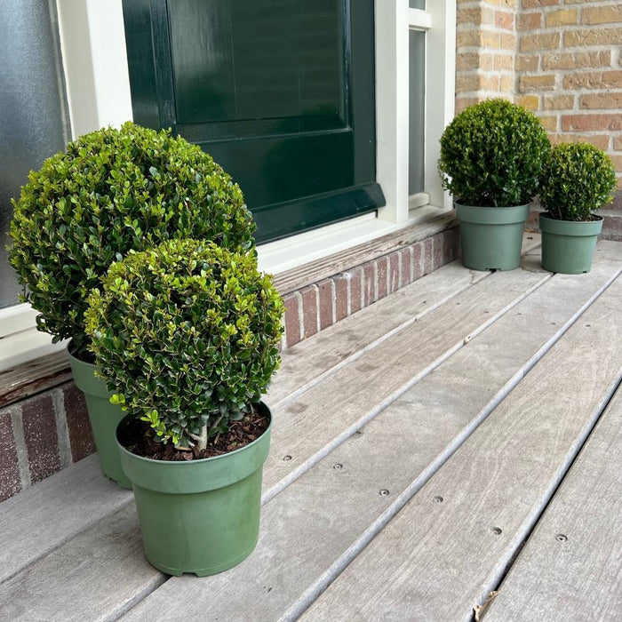 2x Ilex crenata 'Jenny' bol | set van 2 stuks | Ø20cm