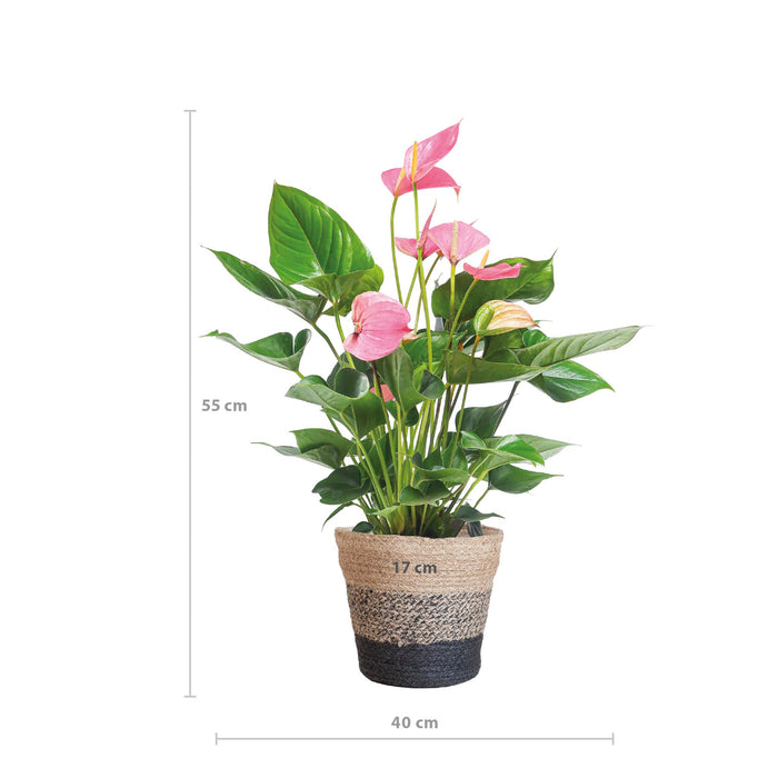 Anthurium Pink explosion met Lissabon mand zwart - ↕55cm - Ø17cm