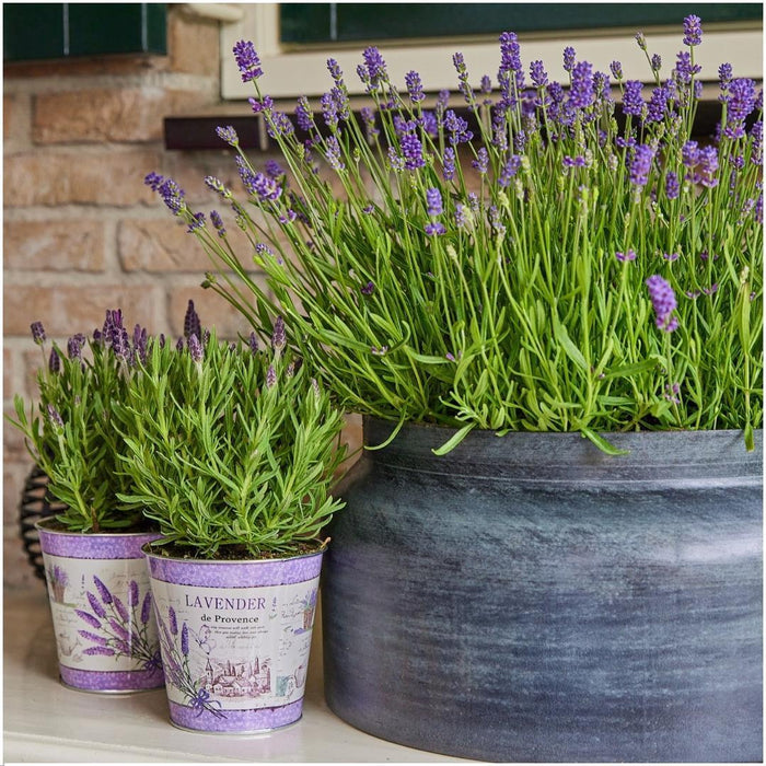 Plants by Frank - Lavandula angustifolia Felice® in 'Lavendelprint' sierpot - 13 cm pot - set van 3 echte Lavendels in Sierpot