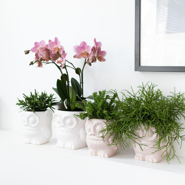 Kolibri Company - Planten set Owl sierpot wit | Set met Phalaenopsis orchidee Treviso Ø9cm en groene planten Rhipsalis Ø9cm  | incl. witte keramieken sierpotten