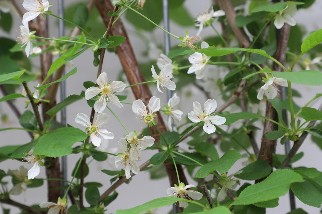 Prunus avium 'Duo-kers' - ↨180cm - 1 pcs