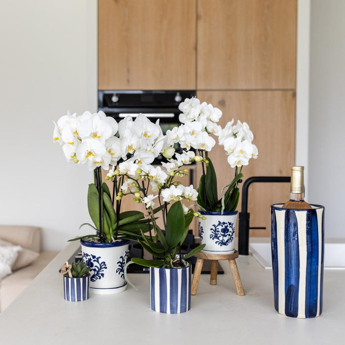 Kolibri Orchids | Set van witte Phalaenopsis orchidee Amabilis en Succulent Crassula Hobbit in Painted Stripe pot blauw - potmaat Ø9cm + Ø6cm | bloeiende kamerplant - vers van de kweker