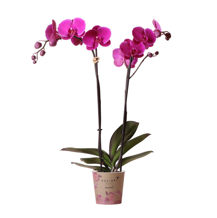 Kolibri Orchids | Paarse Phalaenopsis orchidee - Mineral violet Joyride - potmaat 12 cm | bloeiende kamerplant - vers van de kweker