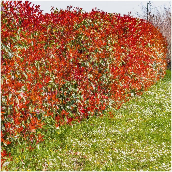 Plants by Frank - 1 meter Glansmispel haag - Photinia fraseri 'Red Robin' - Set van 6 winterharde haagplanten - Groenblijvende haag - Vers van de kwekerij geleverd